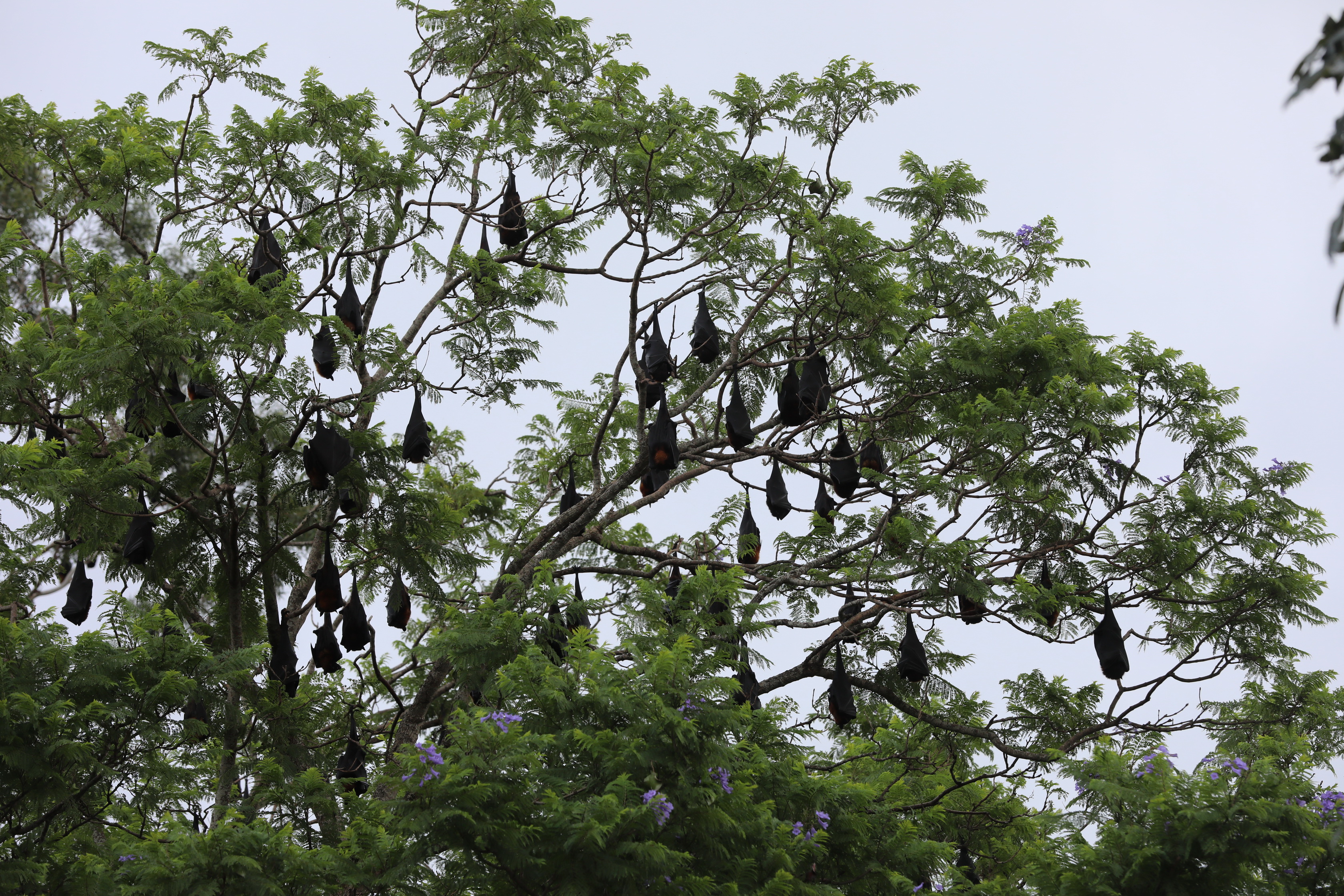 Flying-foxes / Fruit Bats